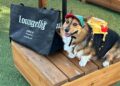 Pet Parents Will Drool Over Loungefly's Adorable New Accessories
