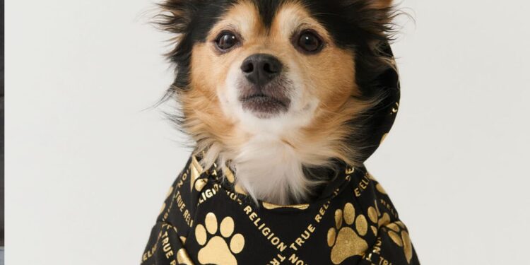 TRUE RELIGION LAUNCHES PET ACCESSORIES THROUGH LICENSING AGREEMENT WITH WIESNER PRODUCTS INC.