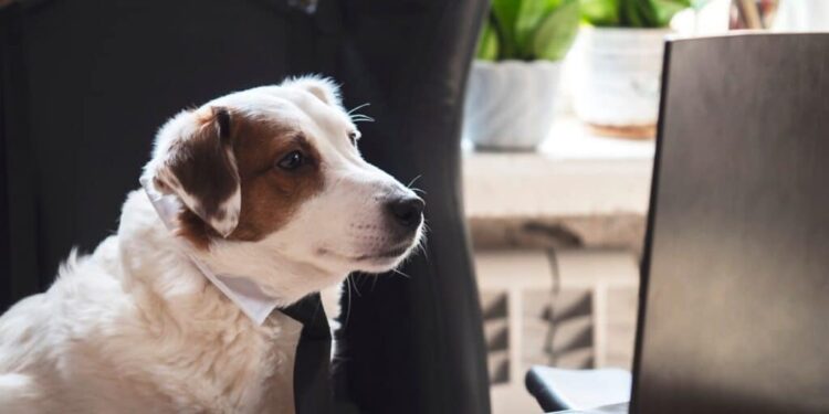 Weekly Roundup: Funny Dog Posts From Last Week (Oct 30)