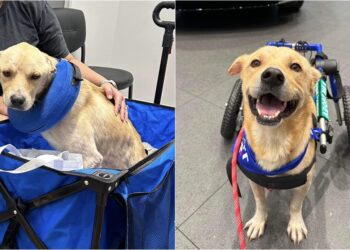 Rescue Dog Who Survived A Hit-And-Run Accident Is Looking For A Forever Home
