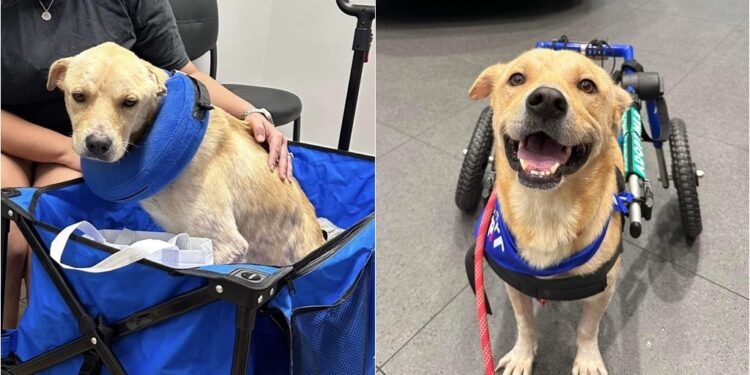 Rescue Dog Who Survived A Hit-And-Run Accident Is Looking For A Forever Home