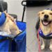 Rescue Dog Who Survived A Hit-And-Run Accident Is Looking For A Forever Home