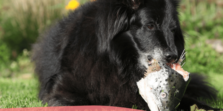 The Complete Guide to Feeding Fish to Raw Fed Dogs