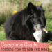The Complete Guide to Feeding Fish to Raw Fed Dogs