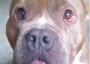After Ages Roaming On His Own, This ‘Hippo’ Slobbers Mom With Stinky Kisses