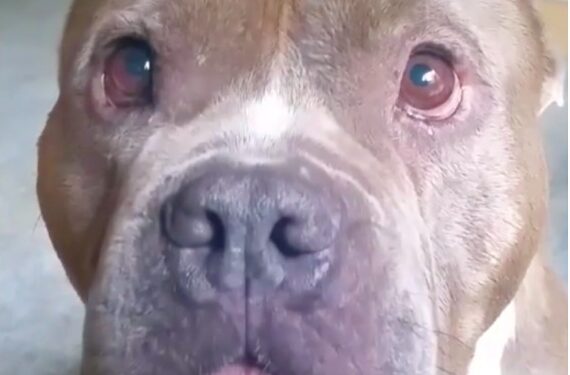 After Ages Roaming On His Own, This ‘Hippo’ Slobbers Mom With Stinky Kisses