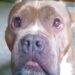 After Ages Roaming On His Own, This ‘Hippo’ Slobbers Mom With Stinky Kisses