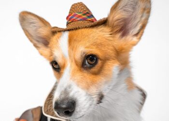 What is a Cowboy Corgi?