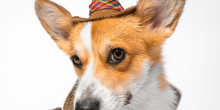 What is a Cowboy Corgi?