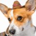 What is a Cowboy Corgi?