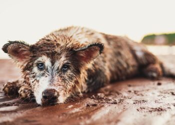Sick Dogs Found Alone in Filthy House 