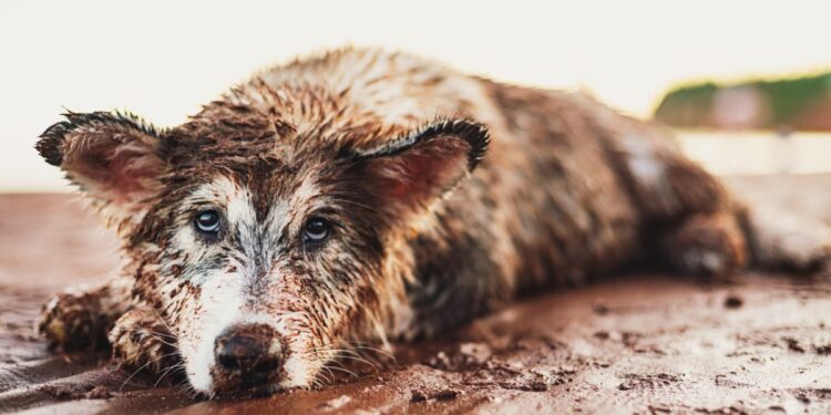 Sick Dogs Found Alone in Filthy House 