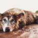 Sick Dogs Found Alone in Filthy House 