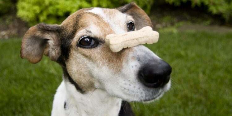 Advanced Tricks To Teach Your Dog