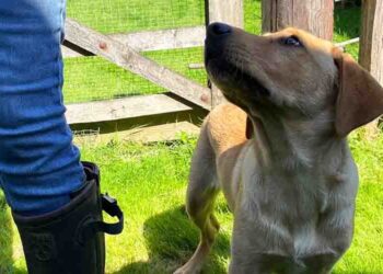 LIMA Dog Training