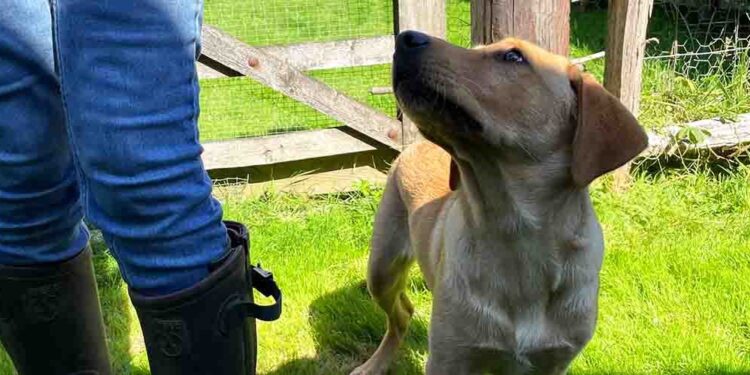 LIMA Dog Training