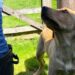 LIMA Dog Training