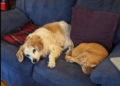 What are Your Pets Up To?