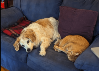 What are Your Pets Up To?