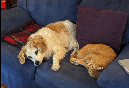 What are Your Pets Up To?