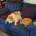 What are Your Pets Up To?