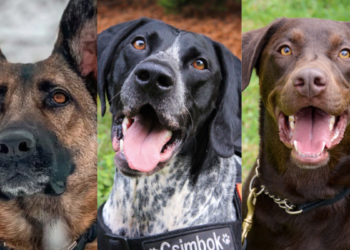 TSA Dog Calendar Ready For 2024