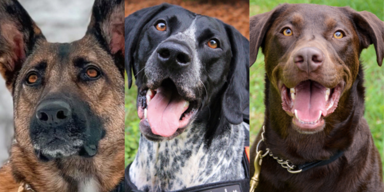 TSA Dog Calendar Ready For 2024