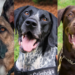 TSA Dog Calendar Ready For 2024