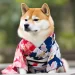 Dogs In Japan Are Wearing Kimonos And Receiving Blessings In Place Of Children