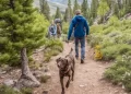 Top Dog of Mountain Towns
