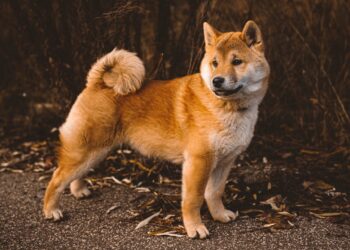 How Often Do You Need To Groom a Shiba Inu?