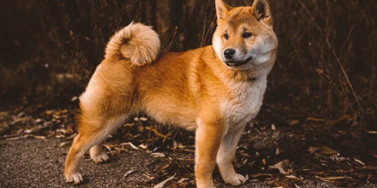 How Often Do You Need To Groom a Shiba Inu?