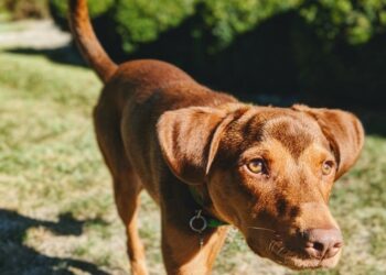 13 Tracker Dog Breeds You’ll Love 2023