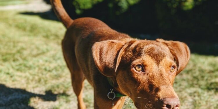 13 Tracker Dog Breeds You’ll Love 2023
