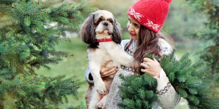 7 Dog Friendly Christmas Tree Farms Across The US