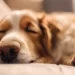 What Do Dogs Dream About When They Bark, Twitch & Cry?