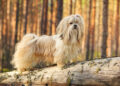Why Do Small Dogs Live Longer? Vet-Approved Lifespan Explanation