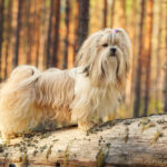 Why Do Small Dogs Live Longer? Vet-Approved Lifespan Explanation