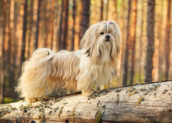 Why Do Small Dogs Live Longer? Vet-Approved Lifespan Explanation