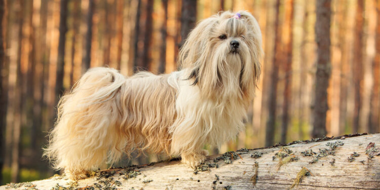 Why Do Small Dogs Live Longer? Vet-Approved Lifespan Explanation