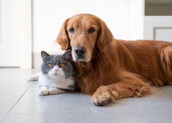 This Seemingly Silly Luxury Is Actually Important For Your Pet's Health