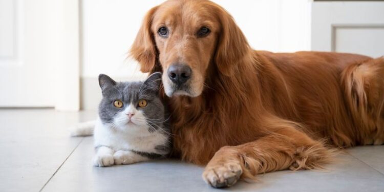 This Seemingly Silly Luxury Is Actually Important For Your Pet's Health