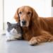 This Seemingly Silly Luxury Is Actually Important For Your Pet's Health